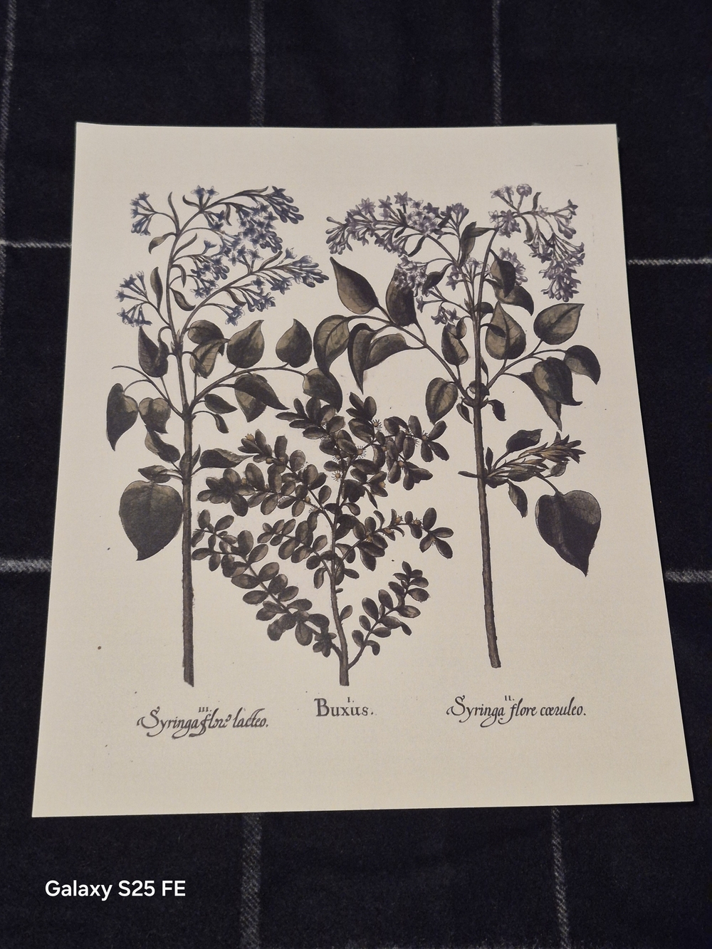 10x8 Basilius Besler Botanical Art Print Hortus Eystettensis Lilac & Boxwood